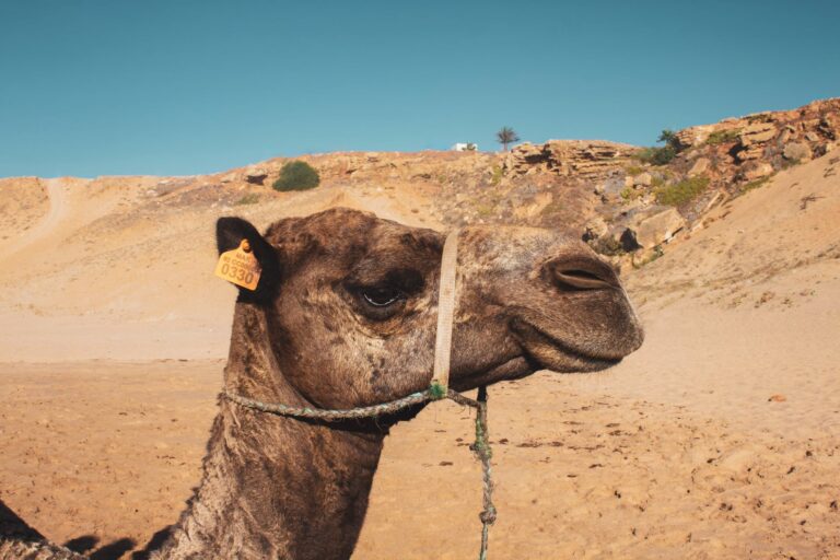 a camel s head in close up view